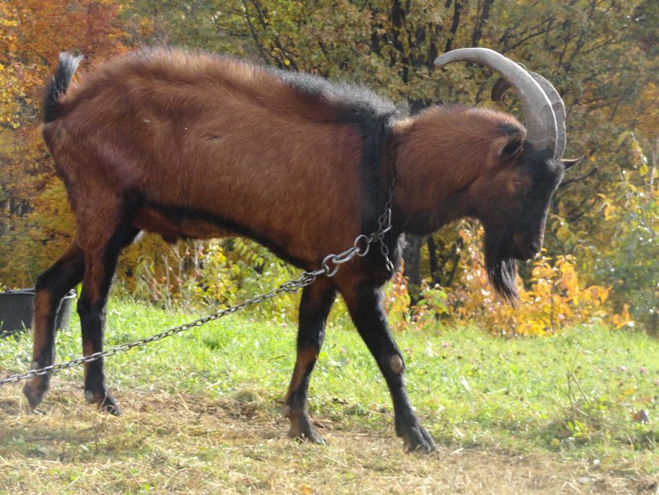 Козел цап 100% альпієць
