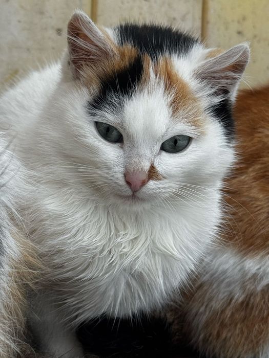 Кошеня безкоштовно