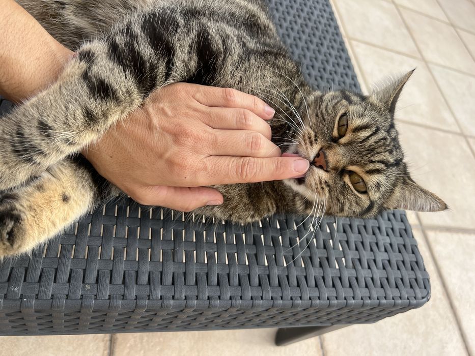 Cuidadora de gatos