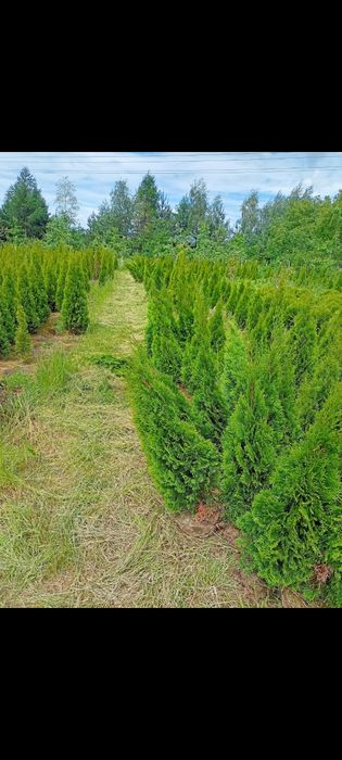 Thuja szmaragd Piękne