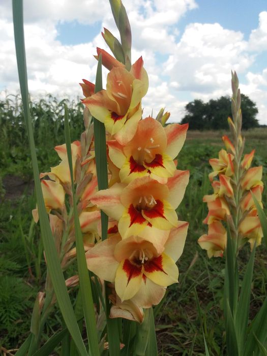 Продам цибулини гладіолусів