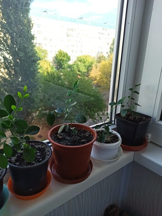 Продам саженцы  Муррайи метельчатой, детки, в Днепре.