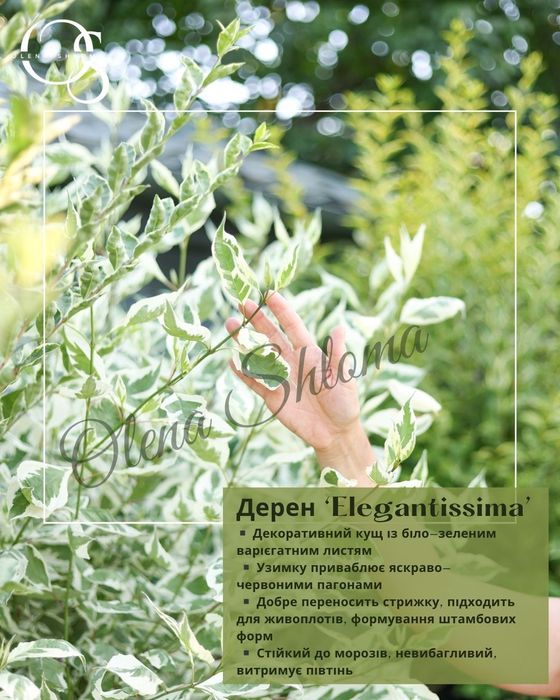 Багаторічні невибагливі рослини (дерен, вейгела, ялівець, барвінок)
