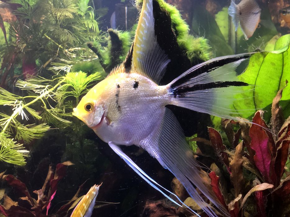 Sprzedam dorosłe zdrowe skalary