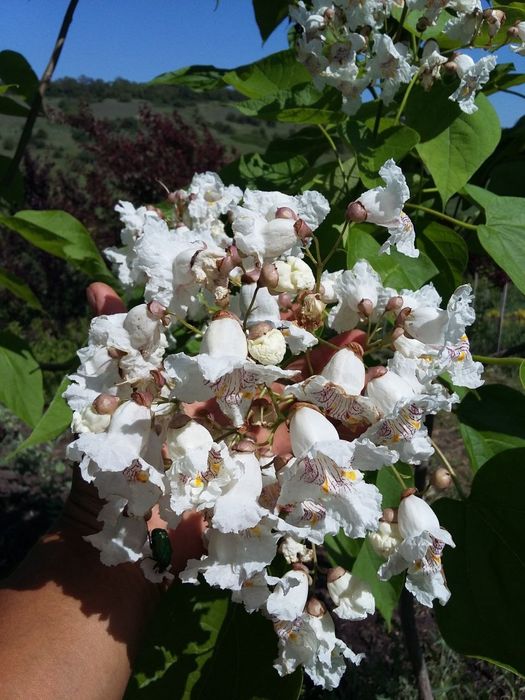 Катальпа саджанці