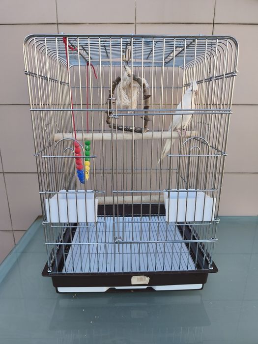 Caturra domesticada