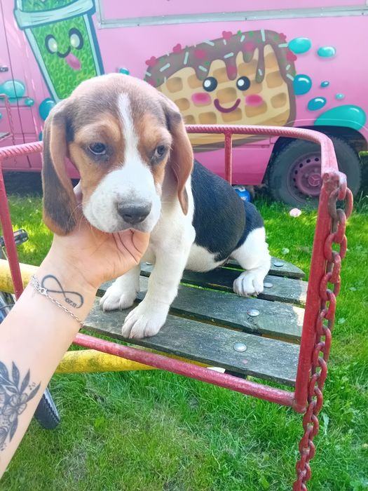 Sprzedam szczeniak Beagle
