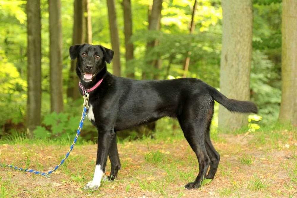 JOGIN - przyjazny, łągodny, wesoły. [FILMIKI]