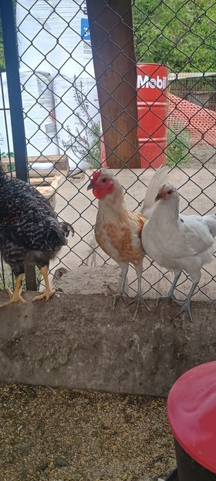 Sprzedam kogutki
