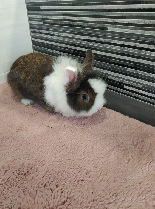 Króliczki miniaturki rasy TEDDY