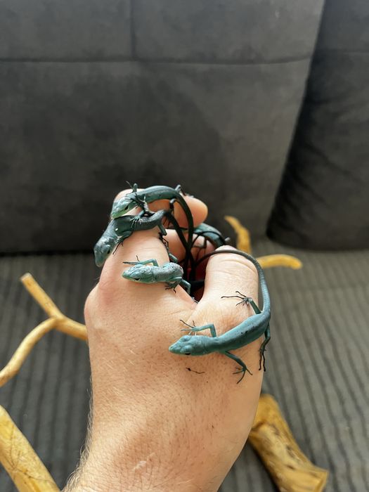 Jaszczurka gastropholis prasina młode samiczki