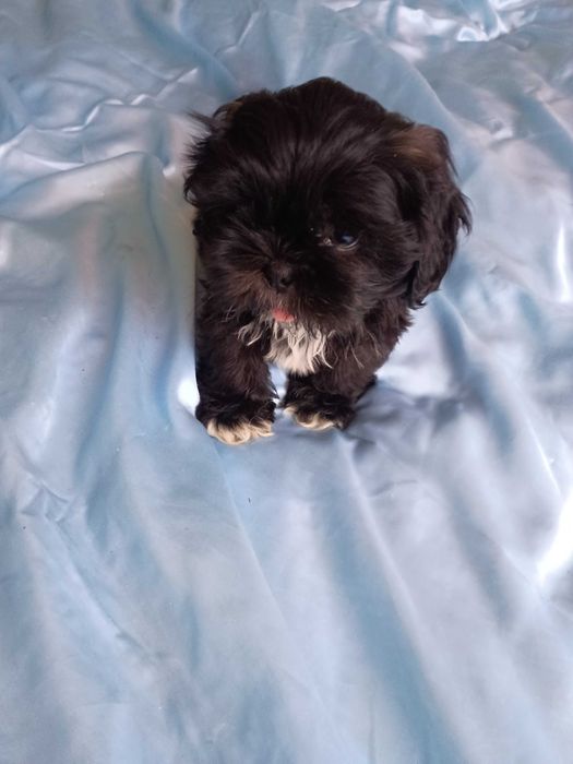 Shih-tzu mini chłopczyk
