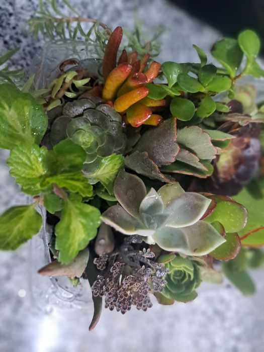 Suculentas tabuleiros 24 especies