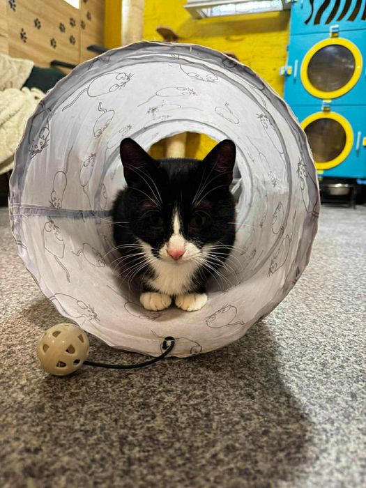 Wpatrzony w czlowieka Pandus czeka na dom