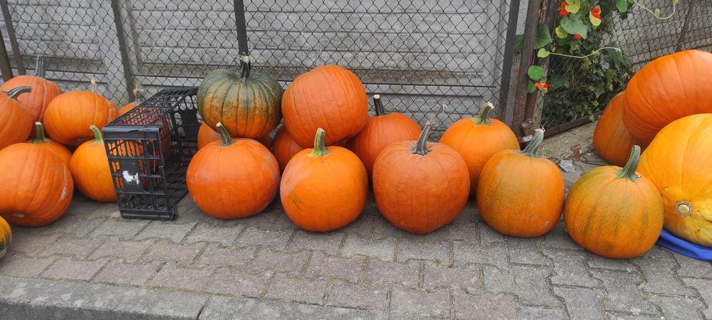 Dynia, dynie, dynie ozdobne