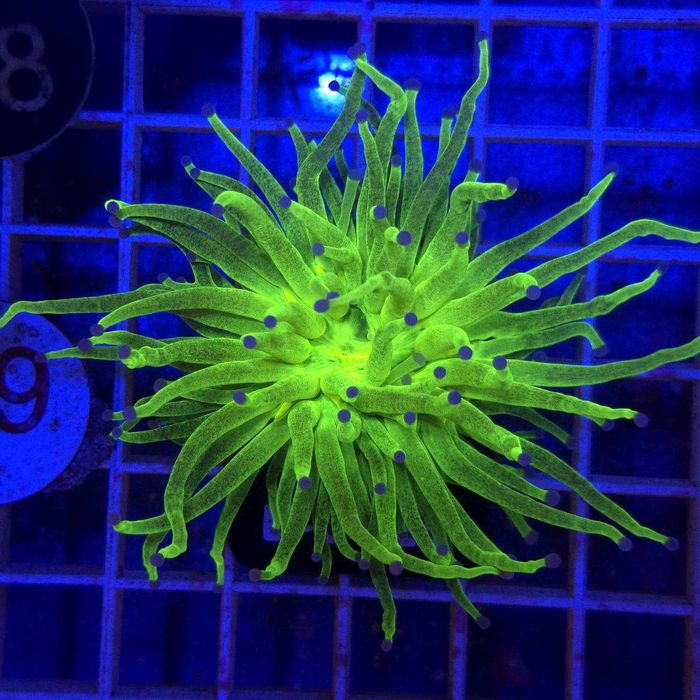 Euphyllia Glabrescens Glitter WYSIWYG koralowce Kingdom of Corals