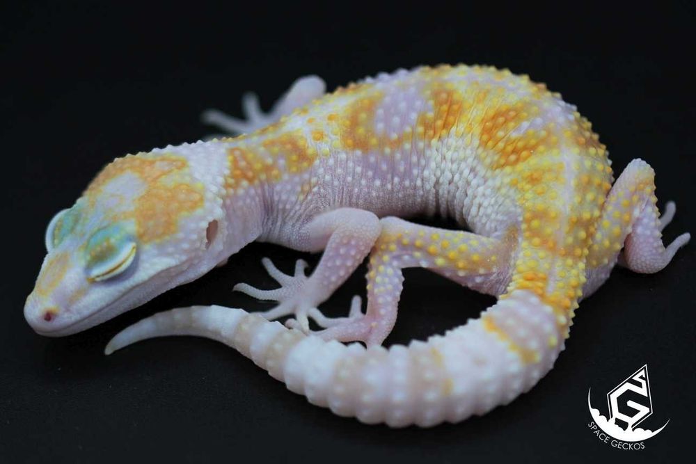 Space Geckos - Gekon lamparci White&Yellow / Tangerine / High Contrast