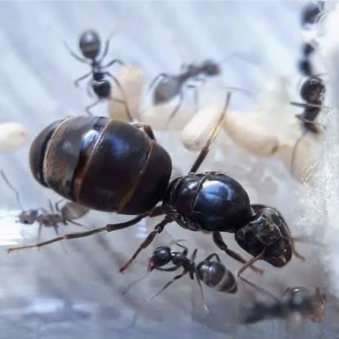 Lasius niger маткових мурах