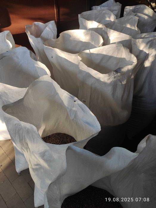 Łubin gorzki oczyszczony