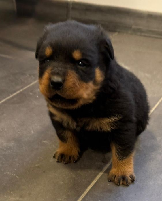 Piesek Rottweiler!