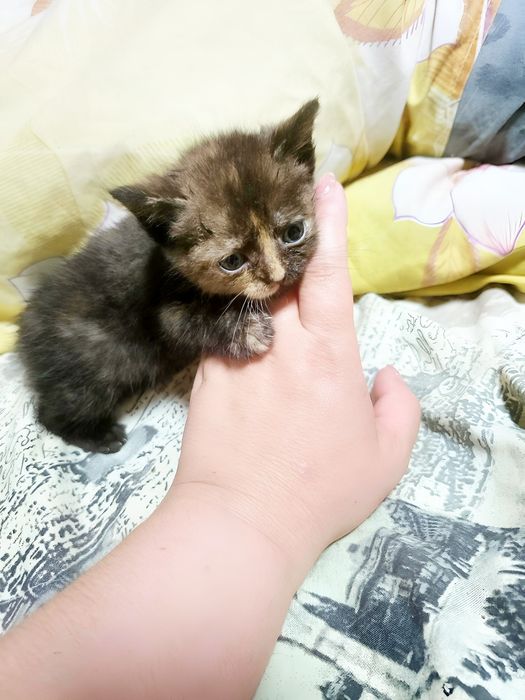 Безкоштовно кошенята