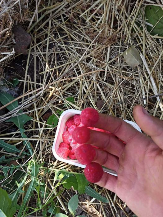 Смородина золотиста, клубника, малина, жимолость