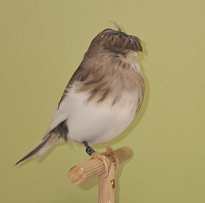 Kanarek gloster kanarki glostery samica szafirowa 2025 RS