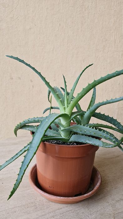 Aloes drzewiasty aloe arborescens kwiat doniczkowy
