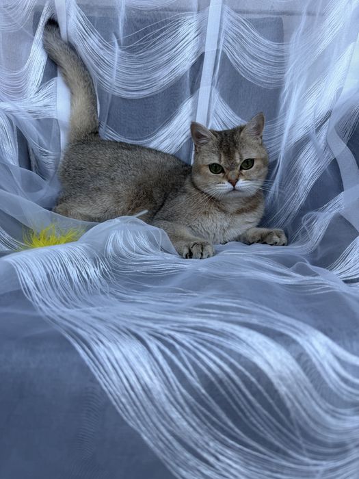 Золота шиншила кошенята briny25