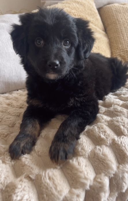 Безкоштовно в хороші, добрі руки цуцика знайденогь в лісі !!!