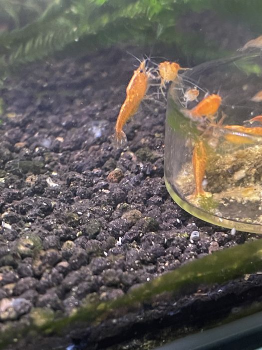 CAMARÕES NEOCARIDINA SELECIONADOS – SHRIMPMANIACPT