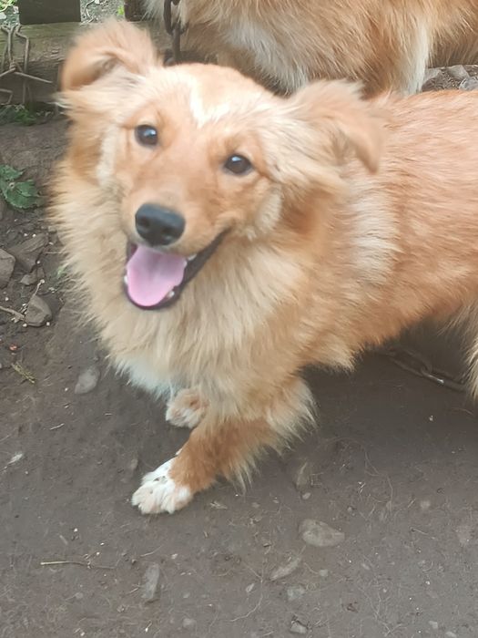 Дві дівчинки безкоштовно