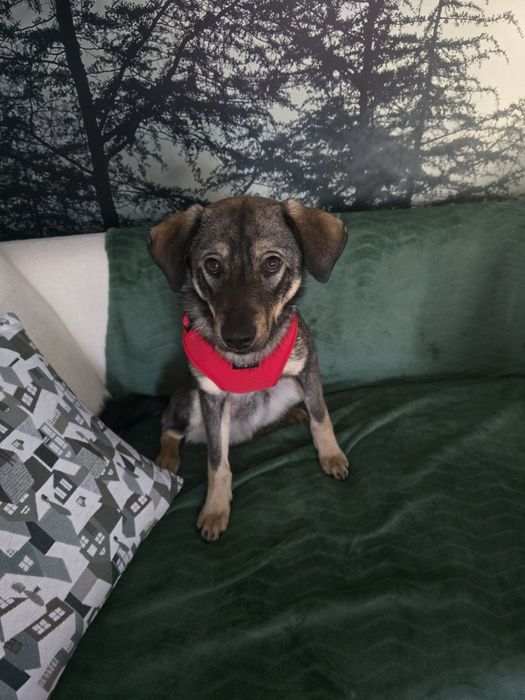 14 kg, 1, 5 roczny Tymek adopcja za darmo oddam