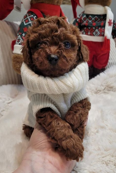 Малиш .супер красунчік той Пудель