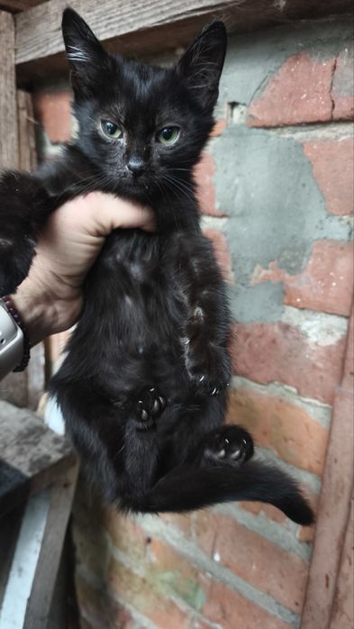 Кошенятко хлопчик
