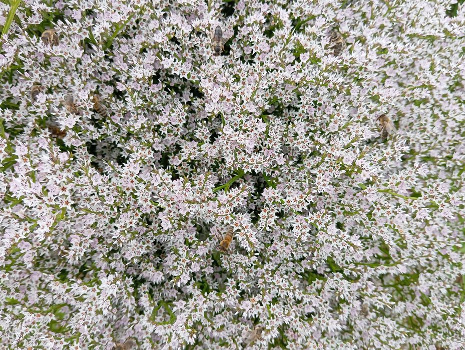 suchy kwiat zatrwian tatarski 2025