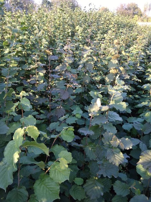 Саджанцi фундука.