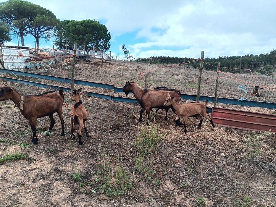 cabras alpinas pardas francesas puras