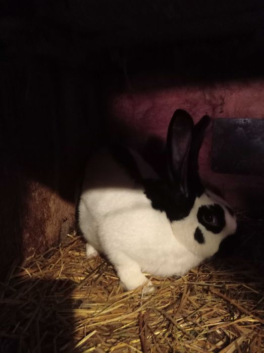 Srokacze niemieckie samice i samce