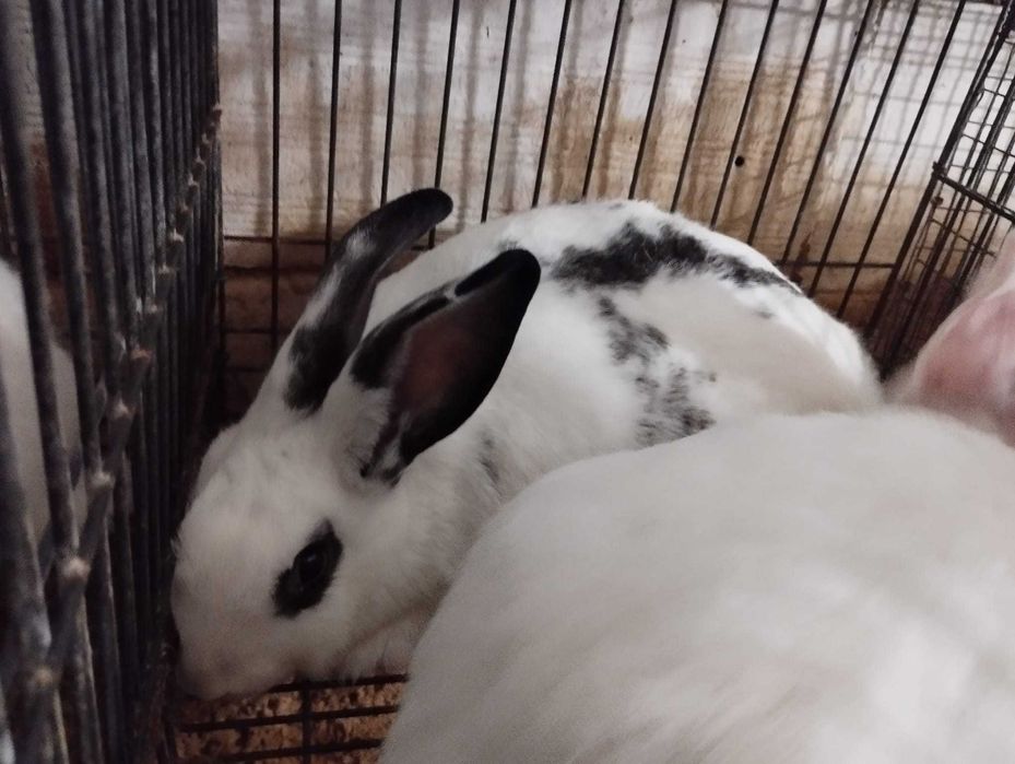 Coelhas para Reprodução