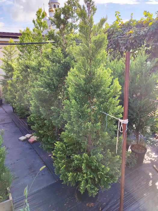 Кипарисовик Купрессоципарис Голд Райдер