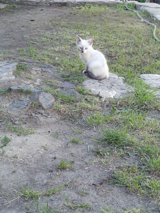 Кошеня в добрі руки