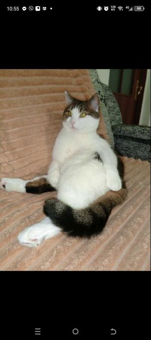 Котик в добрі руки