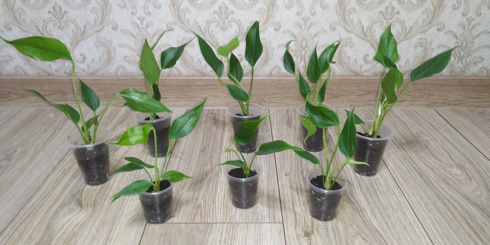Антуріум Лілі+інші сорти.