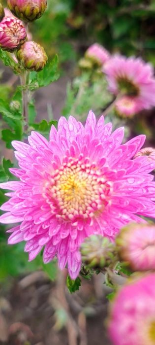 Хризантеми продам