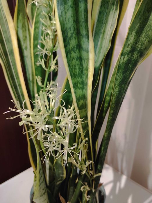 Сансевієрія Laurentii (Лауренті) -кімнатна рослина,вазон