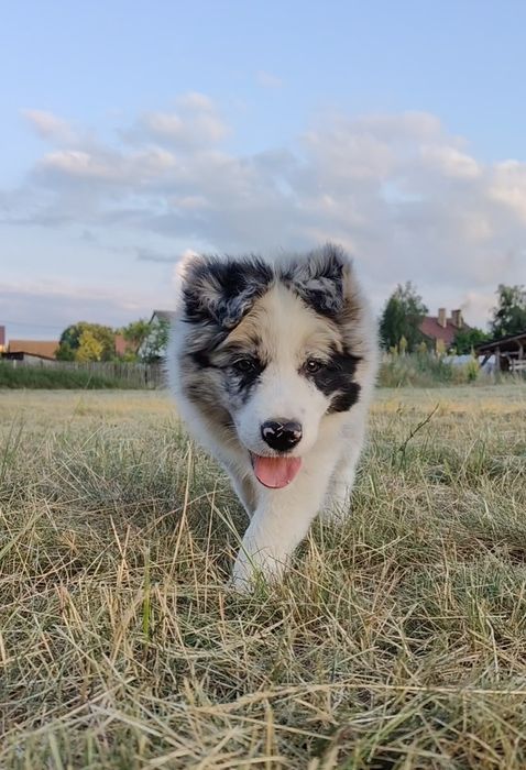 Border Collie FCI ZKWP