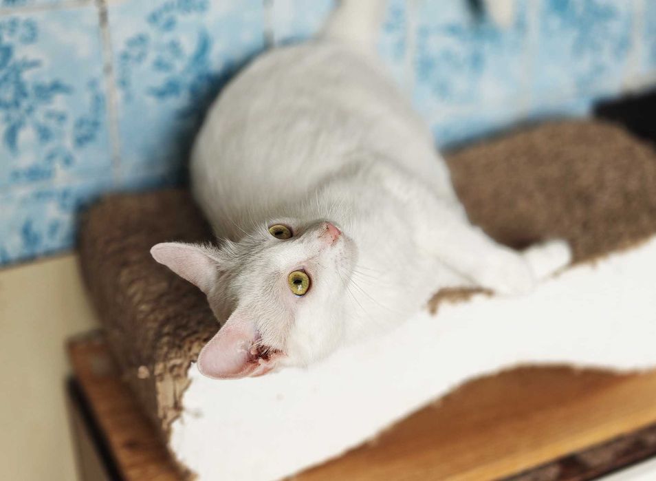 Нежная очаровательная белое облачко кошечка Анет, 1 годик, ждет