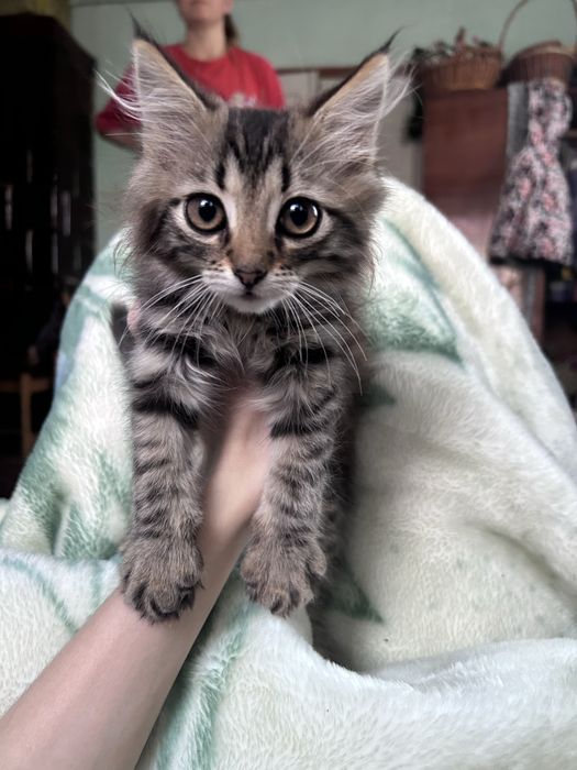 Котята в добрі рукі