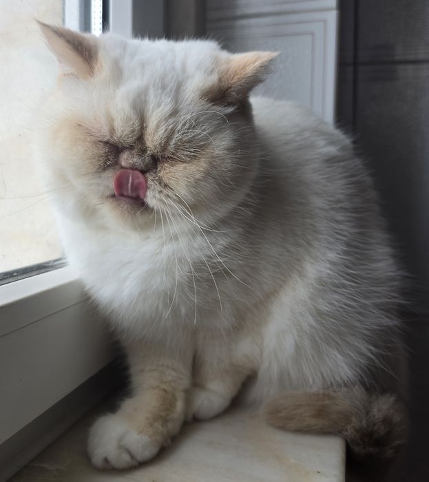 Himalaia red point flat face